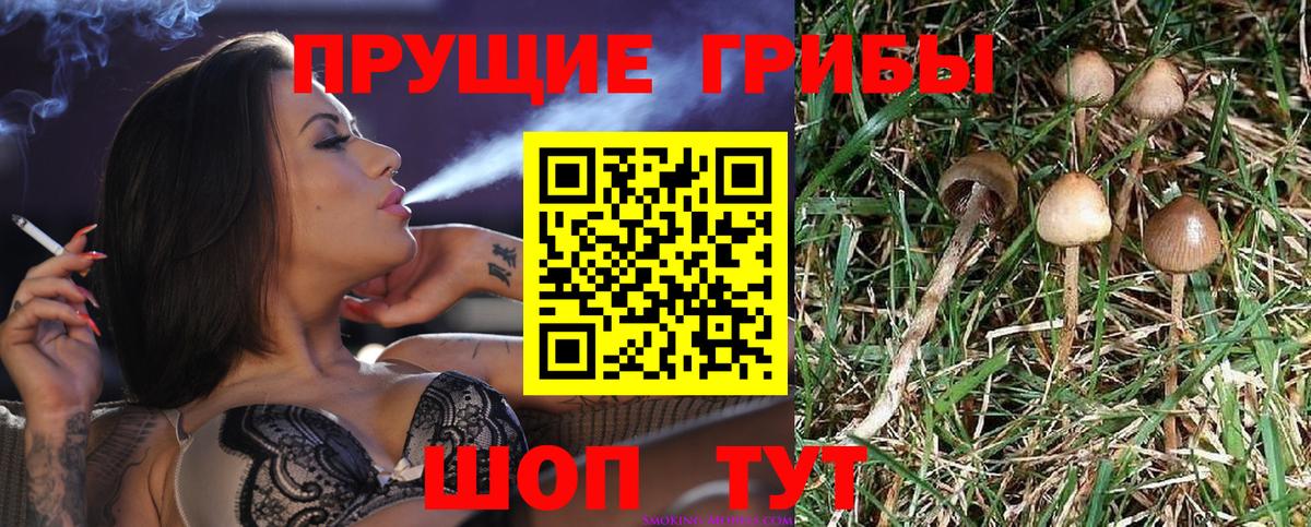 Саратов  Псилоцибиновые грибы MAGIC MUSHROOMS  Вход с VPN  Псилоцибиновые грибы Cubensis 